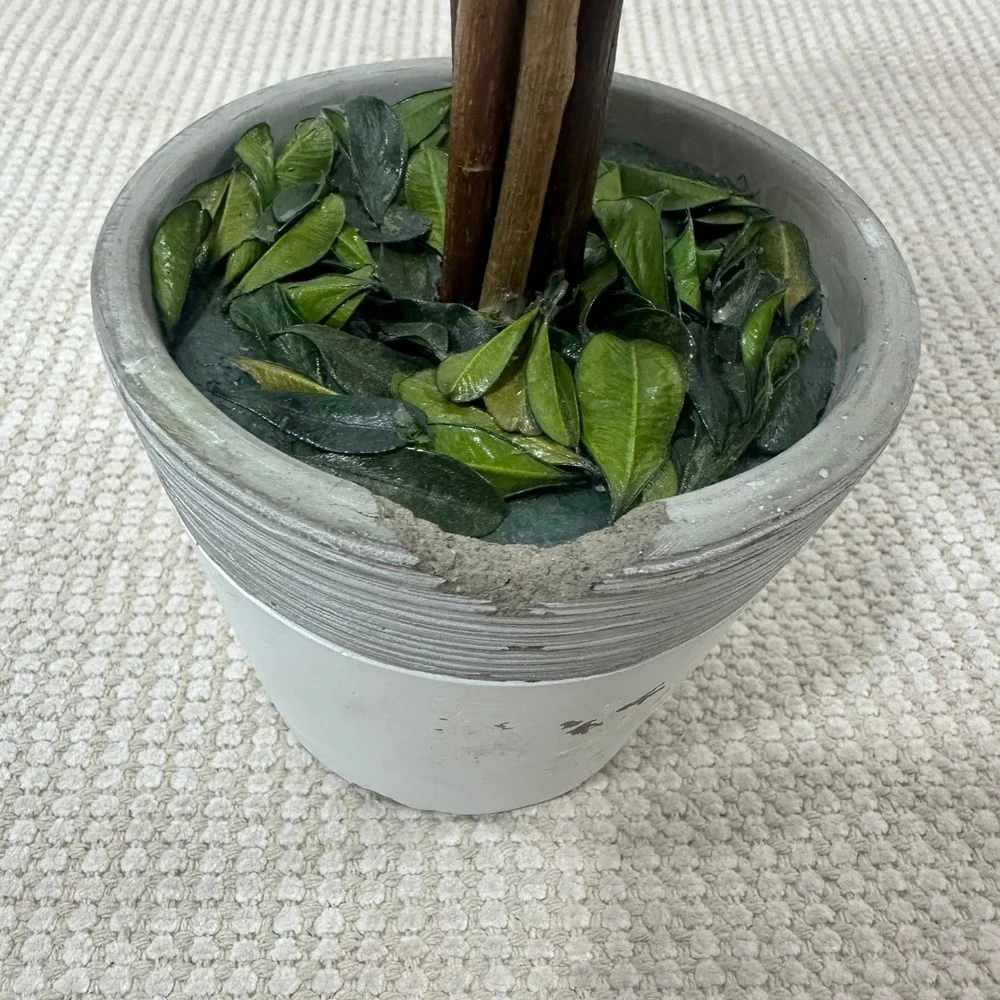 Preserved Boxwood Topiary Tree Round Ball in Distressed Grey Pot 15 Inch Green
